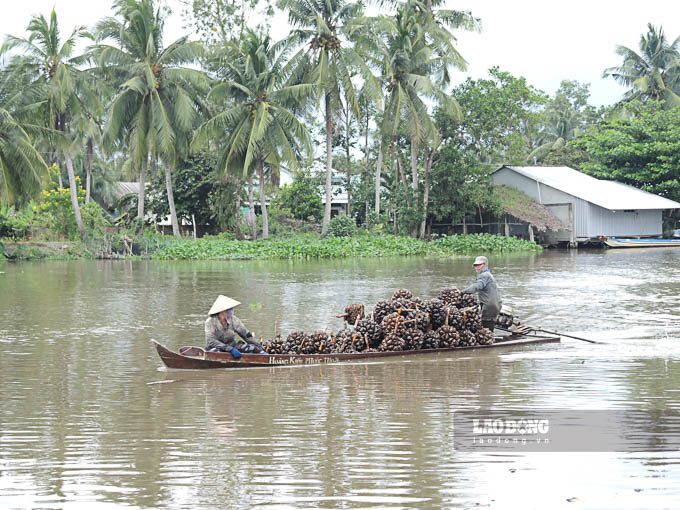 Dừa nước mọc dọc theo các biền sông nên phương tiện vận chuyển chủ yếu là ghe xuồng. Sau khi đốn đầy xuồng, bà con trở về bến tập kết để lấy cơm dừa nước.