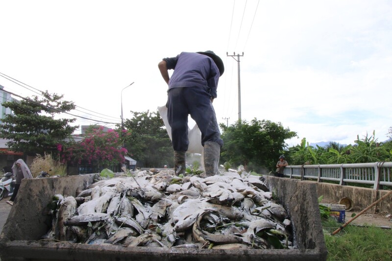 Bà Nguyễn Thị Ngọc, người dân sinh sống gần kênh Đa Cô cho biết: “Từ đầu năm đến nay đã có ê đợt cá chết rồi, cứ mưa xong là cá lại chết trắng cả dòng kênh.”