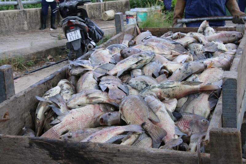 Mỗi con cá khoảng 0,3 - 0,5kg.