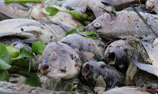 Cá chết trắng trên kênh nước ở Đà Nẵng. Ảnh: Nguyễn Linh