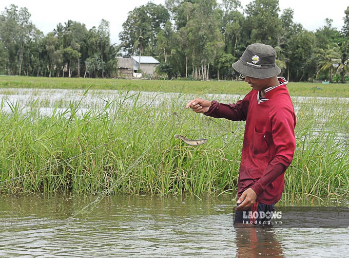 Mùa nước nổi ngoài việc giúp nông dân có thêm thu nhập, còn bồi đắp phù sa cho đồng ruộng giúp vụ mùa sau thêm phần thắng lợi.