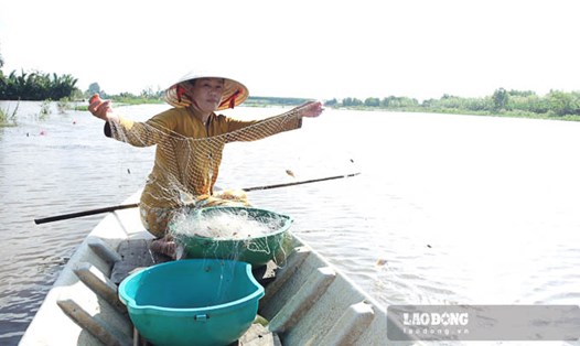 Nước nổi ngập ruộng đồng bà con vùng trũng ở Sóc Trăng không canh tác lúa mà chọn cách bắt cá tự nhiên để có thêm thu nhập