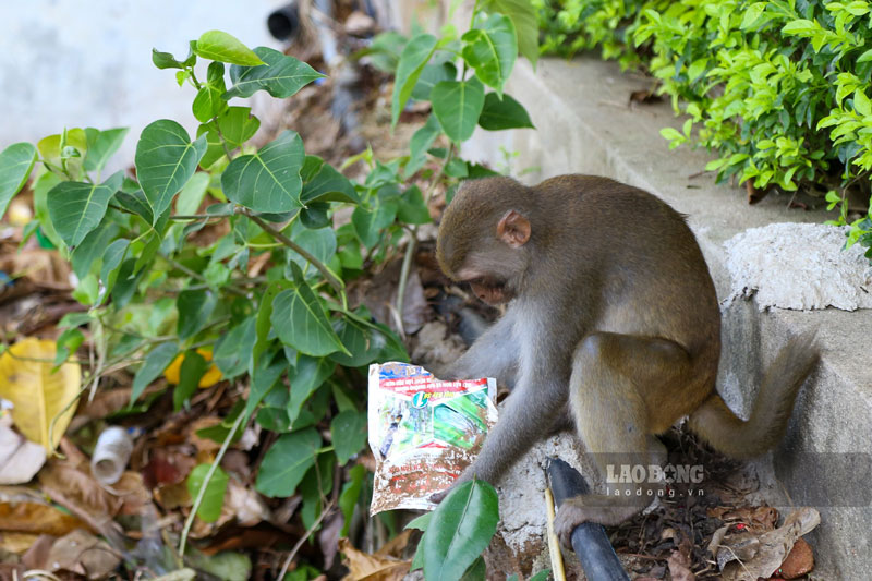 Những bao bì, túi bóng ở đây là những thứ luôn thu hút các con khỉ vàng. Mỗi khi kiếm được 1 chiếc túi bóng bất kì, chúng lục lọi tìm kiếm thức ăn thừa. 