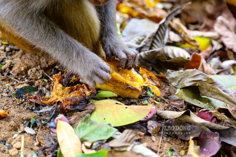   Ngoài ra những trái cây bị hư hỏng, thậm chí thối rữa cũng được đàn khỉ đào lên để ăn. Theo các chuyên gia, việc này ảnh hưởng không hề nhỏ đến hệ tiêu hóa của loài linh trưởng này. 