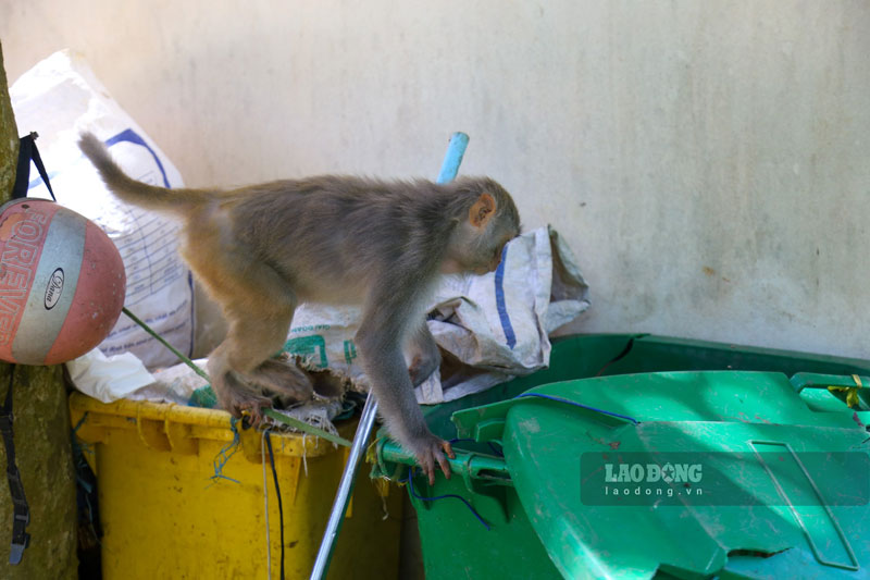 Một số con khỉ khác lại tìm cách lục lọi trong thùng rác không được che đậy để tìm kiếm đồ ăn.