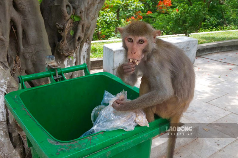 Những thùng rác không được che đậy trên chùa cũng dễ dàng trở thành mục tiêu của đàn khỉ vàng.