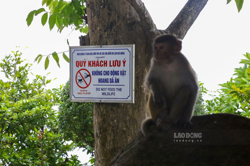 Để hạn chế vấn đề này, nhiều nơi trong chùa đã treo biển cấm cho khỉ ăn. Tuy nhiên, một số du khách vì hiếu kì vẫn lén lút thực hiện hành vi cho ăn với loài linh trưởng này.