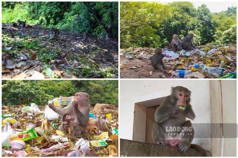 Thức ăn của chúng là bánh kẹo, trái cây,… do du khách ăn thừa bỏ lại được tập kết về bãi rác này.