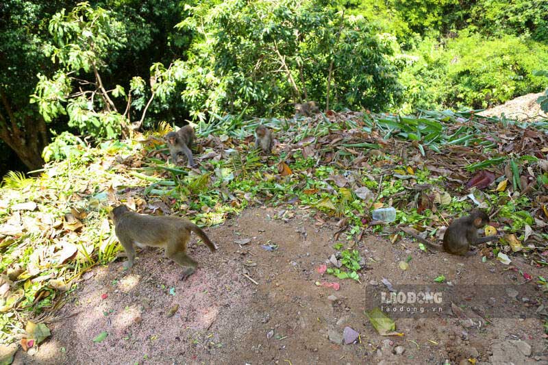 Từ 10 giờ sáng mỗi ngày, hàng chục con khỉ vàng to nhỏ khác nhau lại lũ lượt kéo về bãi bãi rác chùa Linh Ứng (bán đảo Sơn Trà) để tìm kiếm ăn.