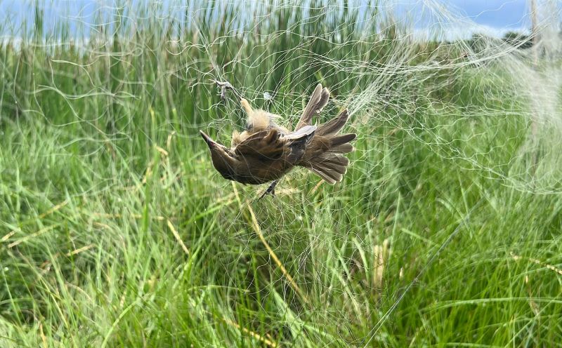 Những con chim trời dính bẫy lưới trên cánh đồng. Ảnh: Quách Du