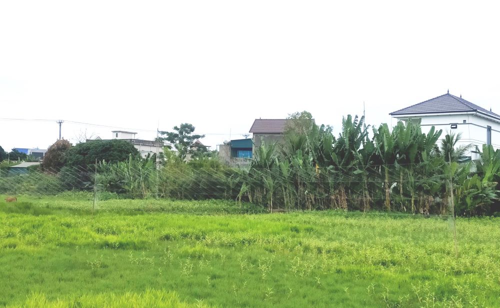 Tràn lan các khu bẫy chim trời ở những cánh đồng thuộc các xã ven biển của TP Sầm Sơn và huyện Quảng Xương (tỉnh Thanh Hóa). Ảnh: Quách Du
