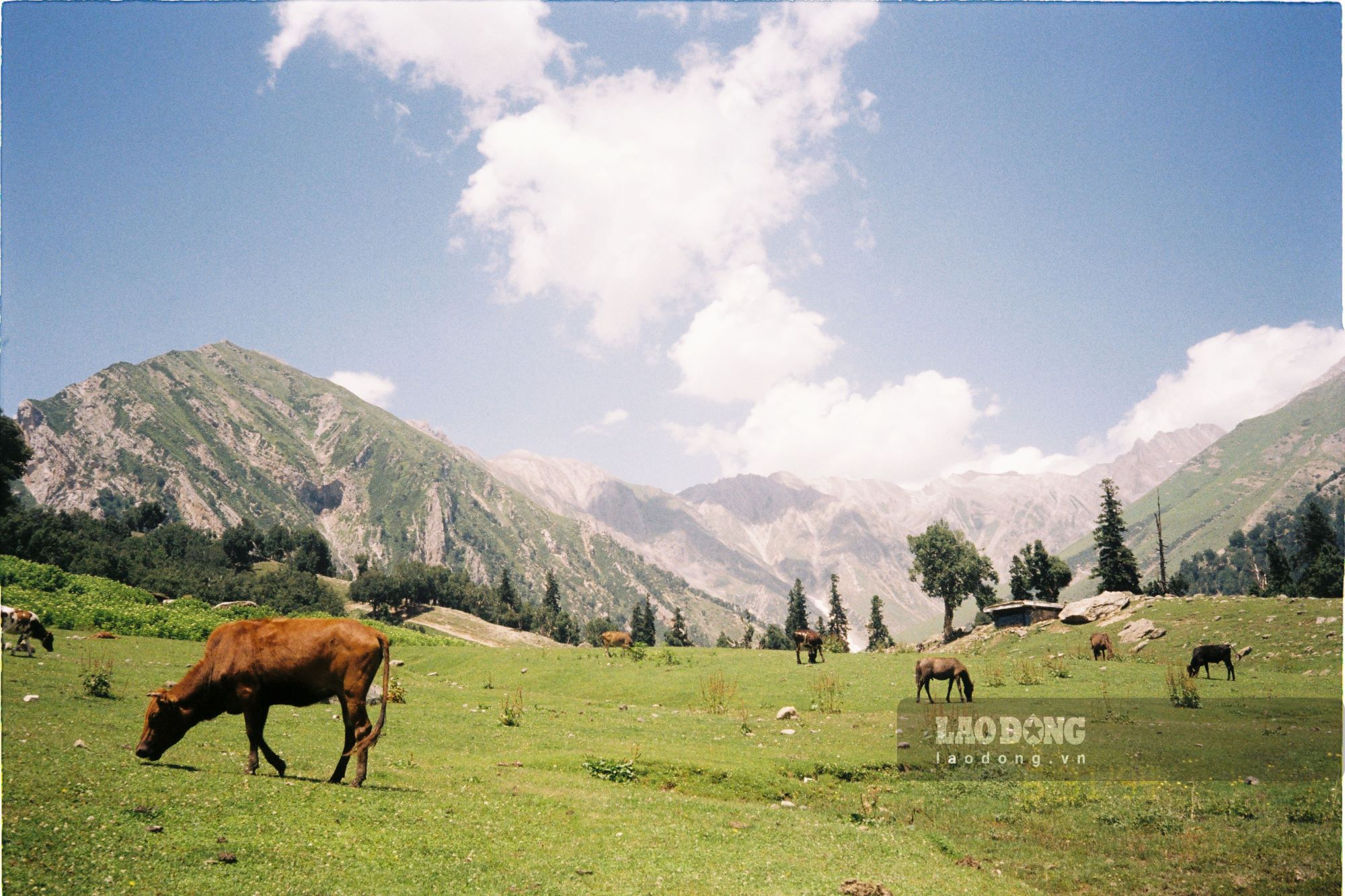 Trek ở Kashmir mùa hè du khách luôn bắt gặp cảnh thung lũng thơ mộng với đồng cỏ rộng mênh mông, đâu đó lác đác những chú ngựa, bò thong dong gặm cỏ và đằng xa là dãy núi trùng điệp phủ tuyết trắng.