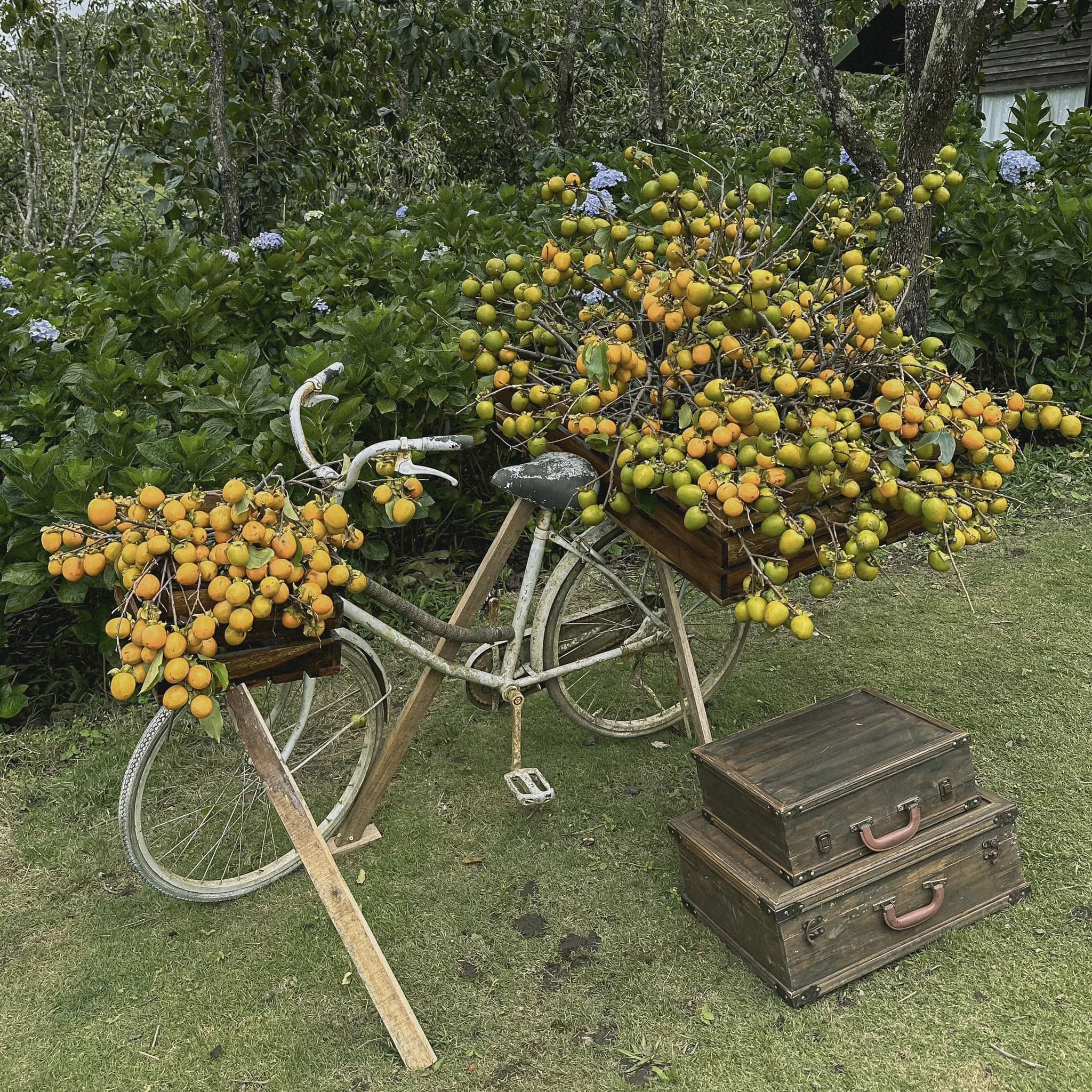 Gom trọn mùa thu Đà Lạt trong từng bức hình. Ảnh: Tiệm cà phê vườn hồng nhà Tom