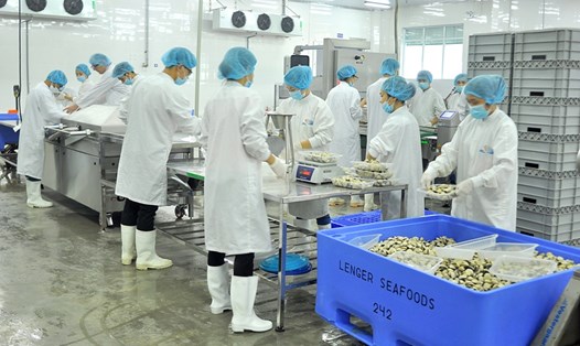 Công ty Thủy sản Lenger Việt Nam có được thuận lợi khi tỉ giá tăng, nhưng đồng thời công ty cũng phải chi trả nhiều hơn cho việc nhập khẩu các nguyên, vật liệu. Ảnh: Thanh Vân