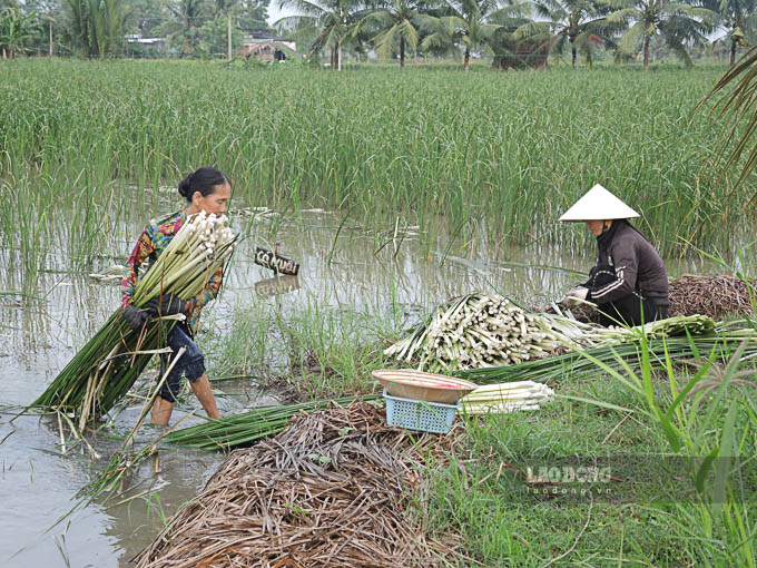 Nhờ trồng bồn bồn, nhiều hộ dân ở huyện Mỹ Tú (Sóc Trăng) có cuộc sống ổn định.