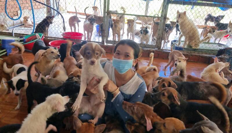 Hiện tại chị   cưu mang hơn 200 con chó hoang từ nhiều nơi. Ảnh: Hoàng Lộc