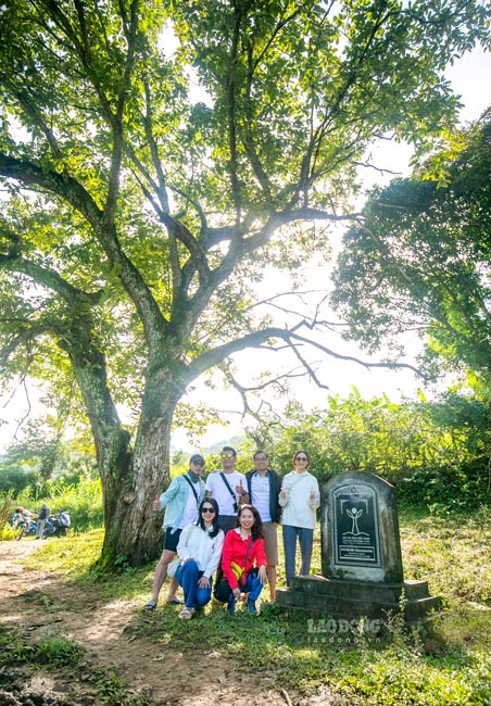 Với những nét độc đáo, đặc sắc, cây dẻ cổ thụ tại làng Bản Khấy, xã Chí Viễn đang được bảo quản, chăm sóc tốt, phục vụ phát triển du lịch địa phương. Ảnh: Tân Văn.