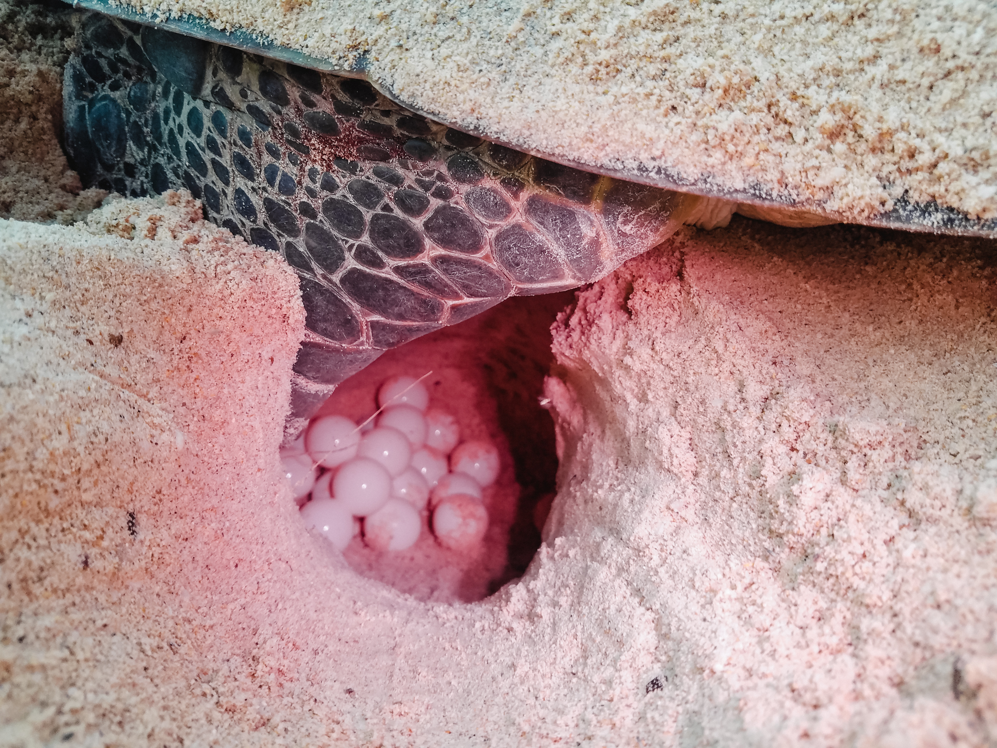 Di dời trứng rùa giúp tăng tỉ lệ nở của trứng. Trứng rùa tròn như quả bóng bàn với lớp vỏ đàn hồi tốt, không dễ vỡ như trứng gà. Dù vậy, khi di dời trứng, các tình nguyện viên phải nhẹ tay. 