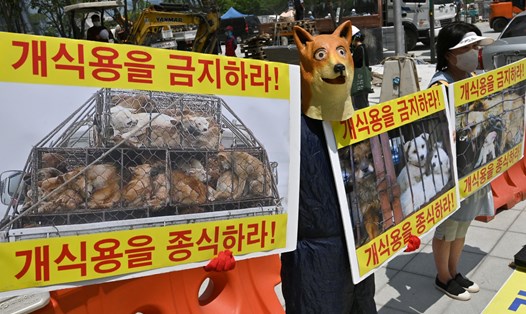 Một nhà hoạt động vì quyền động vật đeo mặt nạ chó giương cao biểu ngữ "Ngừng ăn thịt chó!" ở Seoul, Hàn Quốc, ngày 26.7.2022. Ảnh: AFP