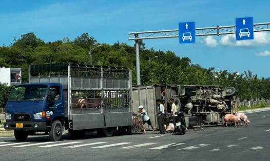 Xe tải lật nghiêng khiến đàn lợn chạy tứ tán trên đường. Ảnh: Phương Hoàng
