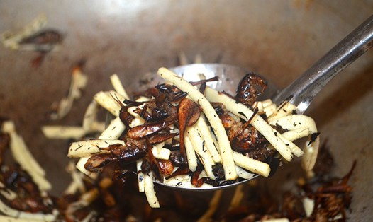 Dế rừng được chế biến thành nhiều món ăn hấp dẫn như rang giòn, nấu với măng chua… Ảnh: Hà Thủy