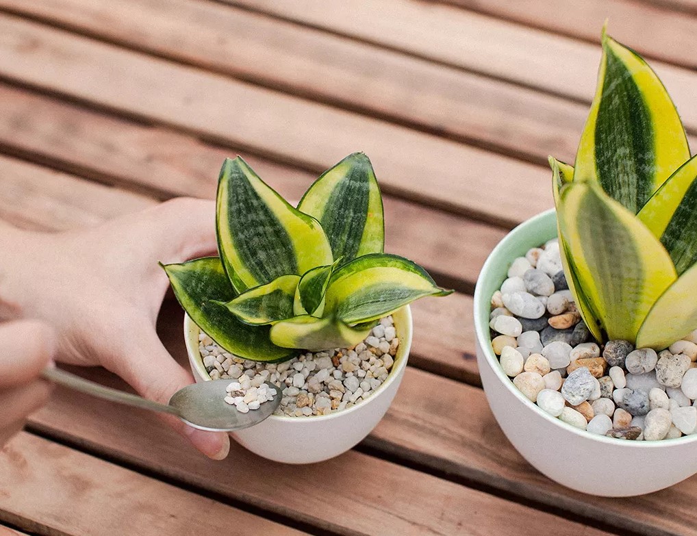 Cây lưỡi hổ dễ gây dị ứng cho da nếu trồng trong phòng ngủ. Ảnh: Pixabay