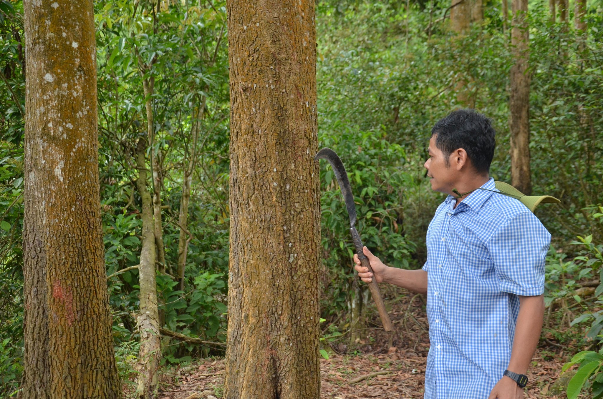 Nhờ tham gia bảo vệ rừng, nên hằng năm hộ gia đình ông Đinh Văn Cư ở thôn Gò Tranh, xã Long Sơn, huyện Minh Long nhận được một khoảng thu nhập khá. Ảnh: Ngọc Viên