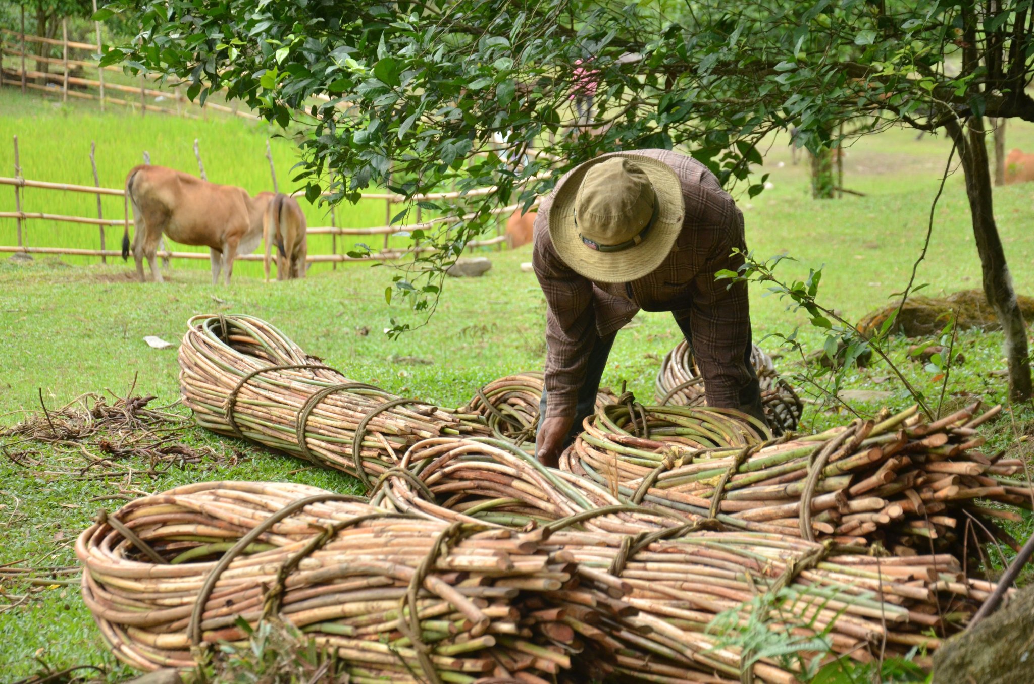 Ngoài tham gia bảo vệ rừng, người dân thôn Gò Tranh, xã Long Sơn, huyện Minh Long còn trồng thêm cây mây dưới tán rừng để phát triển kinh tế. Ảnh: Ngọc Viên