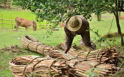Ngoài tham gia bảo vệ rừng, người dân thôn Gò Tranh, xã Long Sơn, huyện Minh Long còn trồng thêm cây mây dưới tán rừng để phát triển kinh tế. Ảnh: Ngọc Viên