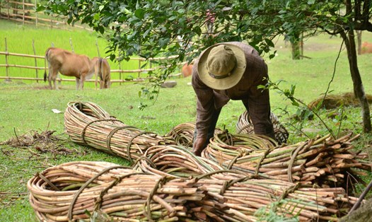 Ngoài tham gia bảo vệ rừng, người dân thôn Gò Tranh, xã Long Sơn, huyện Minh Long còn trồng thêm cây mây dưới tán rừng để phát triển kinh tế. Ảnh: Ngọc Viên