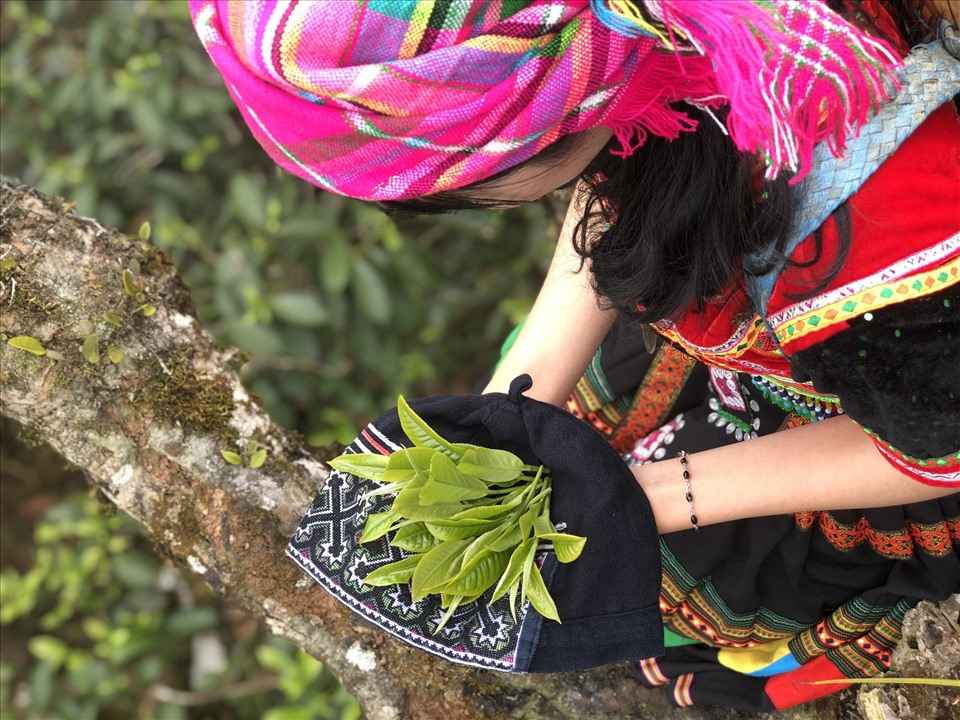 Trà shan tuyết là đặc sản nổi tiếng của xã Suối Giàng, huyện Văn Chấn, Yên Bái với những cây trà trăm tuổi ở độ cao 1.400m so với mực nước biển. Ảnh: Nguyễn Cao Sơn