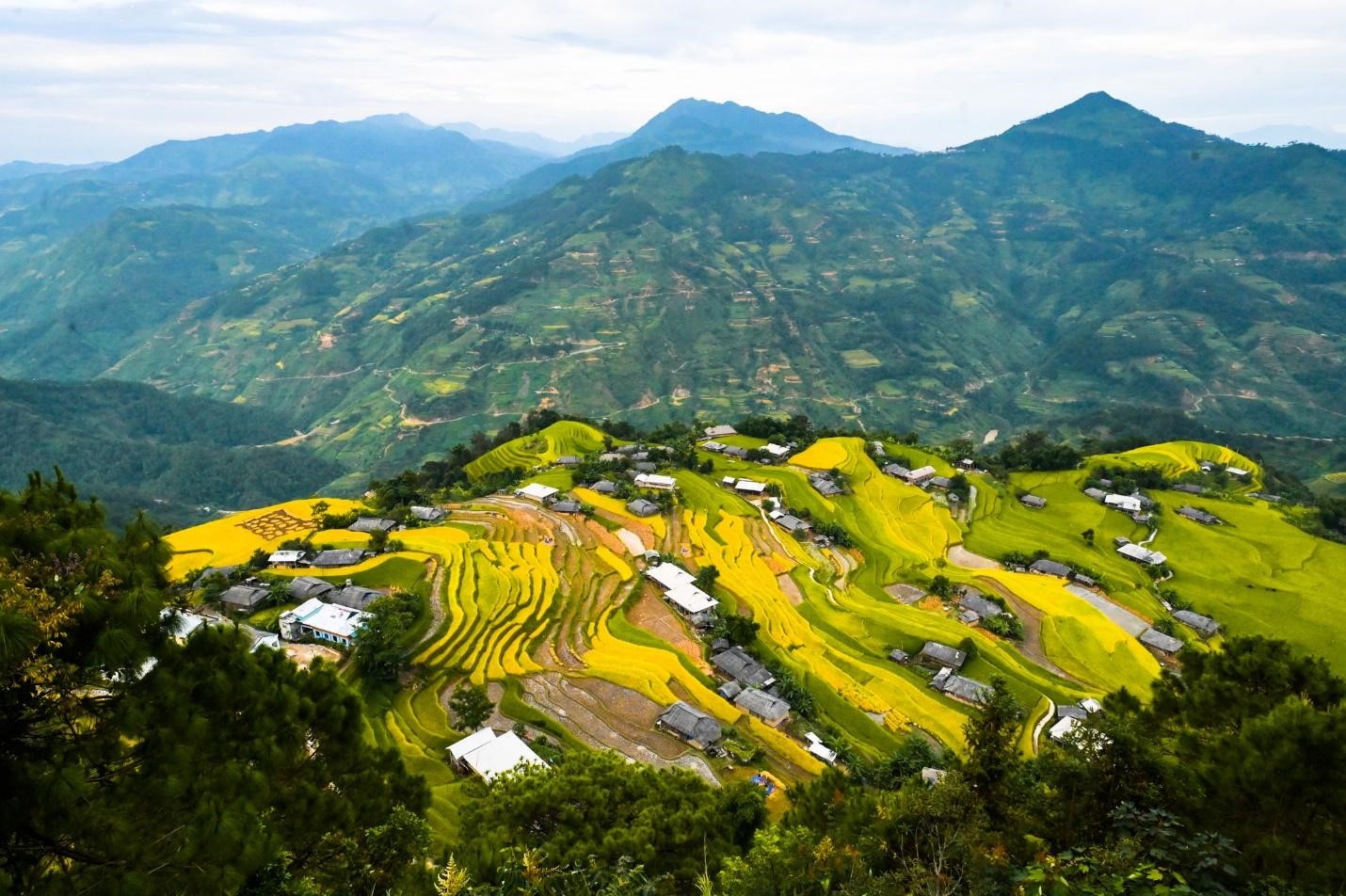 Ruộng bậc thang tại Bản Phùng - Hoàng Su Phì nhìn từ trên cao. Ảnh: Vietravel