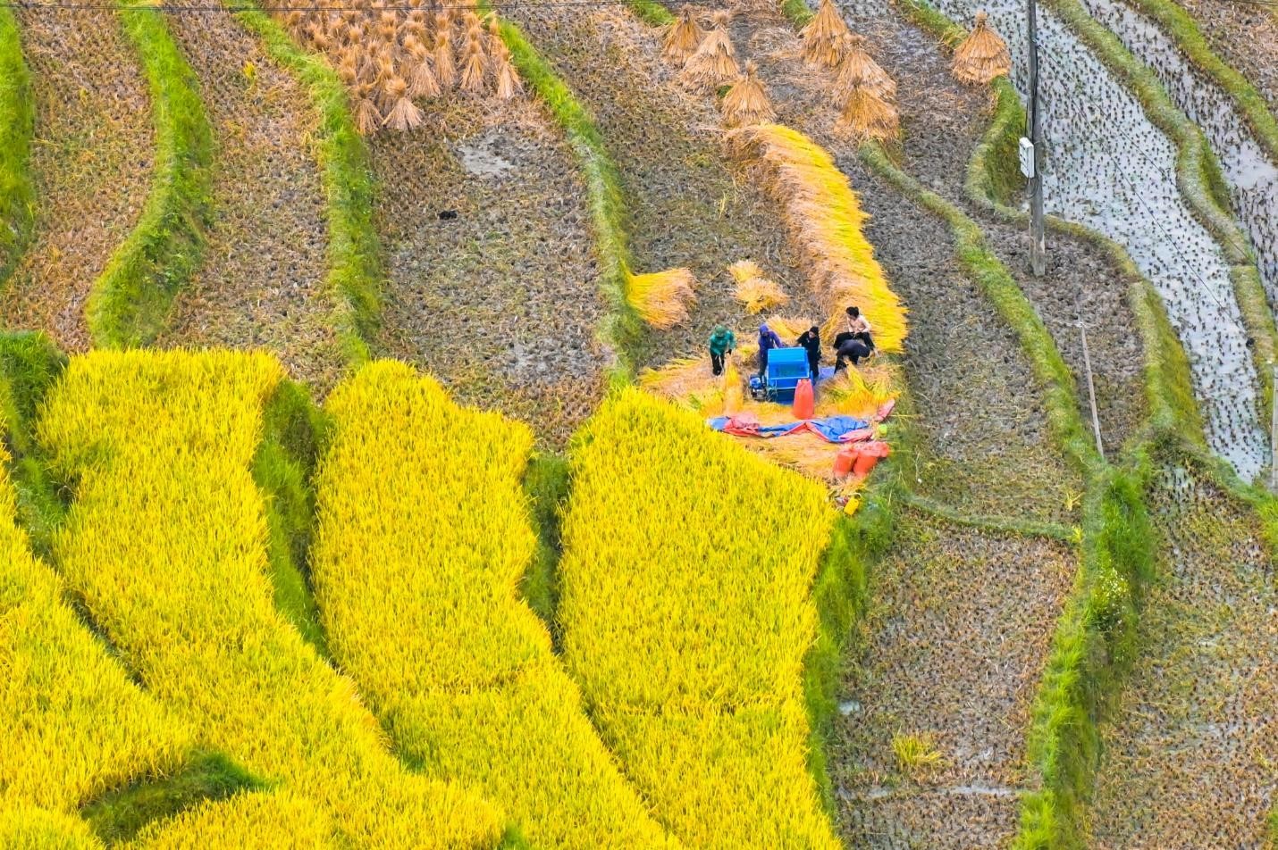 Hình ảnh bà con dân tộc La Chí đang thu hoạch lúa. Ảnh: Vietravel