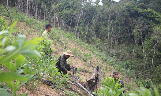 Cơ quan chức năng kiểm tra diện tích rừng, đất rừng phòng hộ mà hộ gia đình ông Chí đã phá, lấn chiếm để trồng keo. Ảnh: Hưng Thơ.