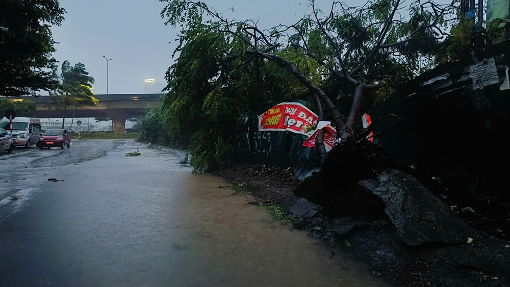 Theo nhiêu người dân, vào khoảng 17h30, mưa lớn kèm gió mạnh đã làm đổ cây lớn nằm ngay lối vào phố Thiên Hiền (Nam Từ Liêm, Hà Nội). Ảnh: Hải Danh