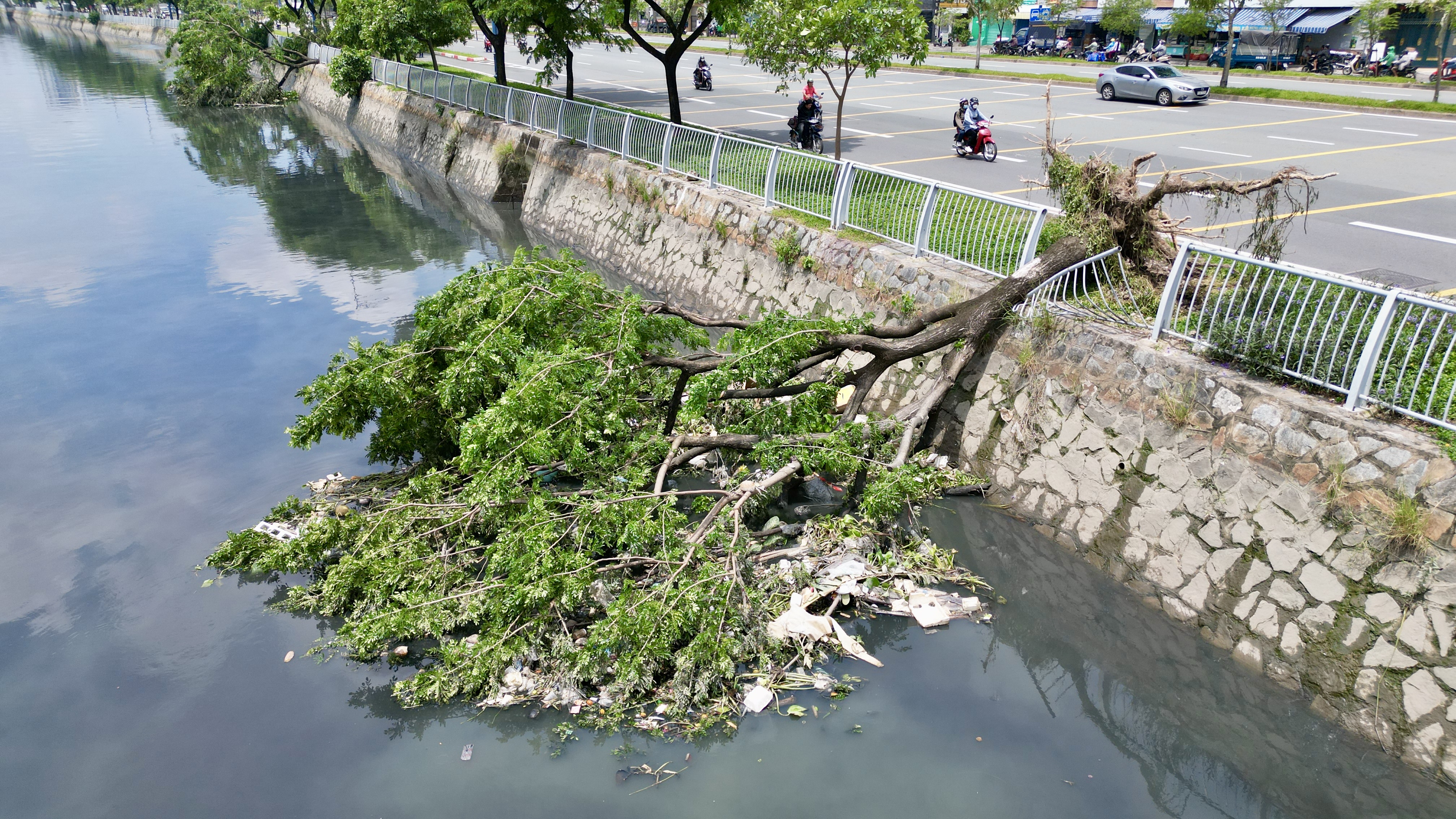 Cây me tây trên đường Võ Văn Kiệt bị gãy đổ xuống rạch Bến Nghé.