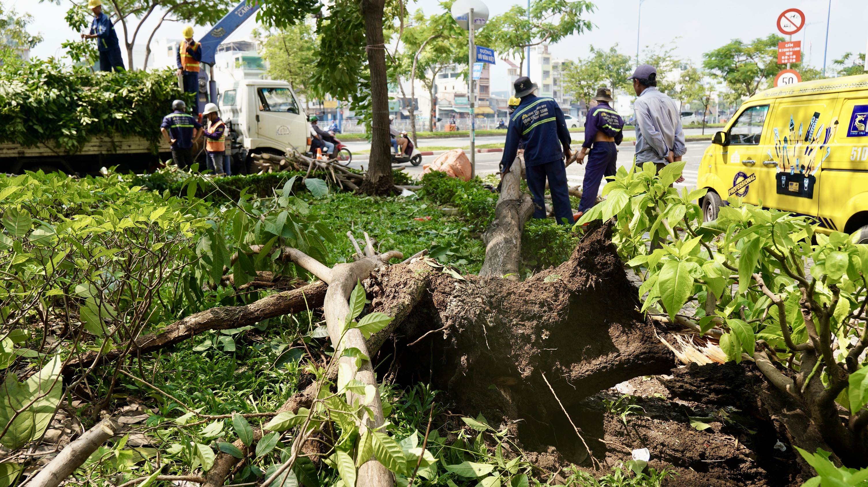 Cây xanh ngã đổ tại giao lộ đường Võ Văn Kiệt - Nguyễn Thi tối 19.9.