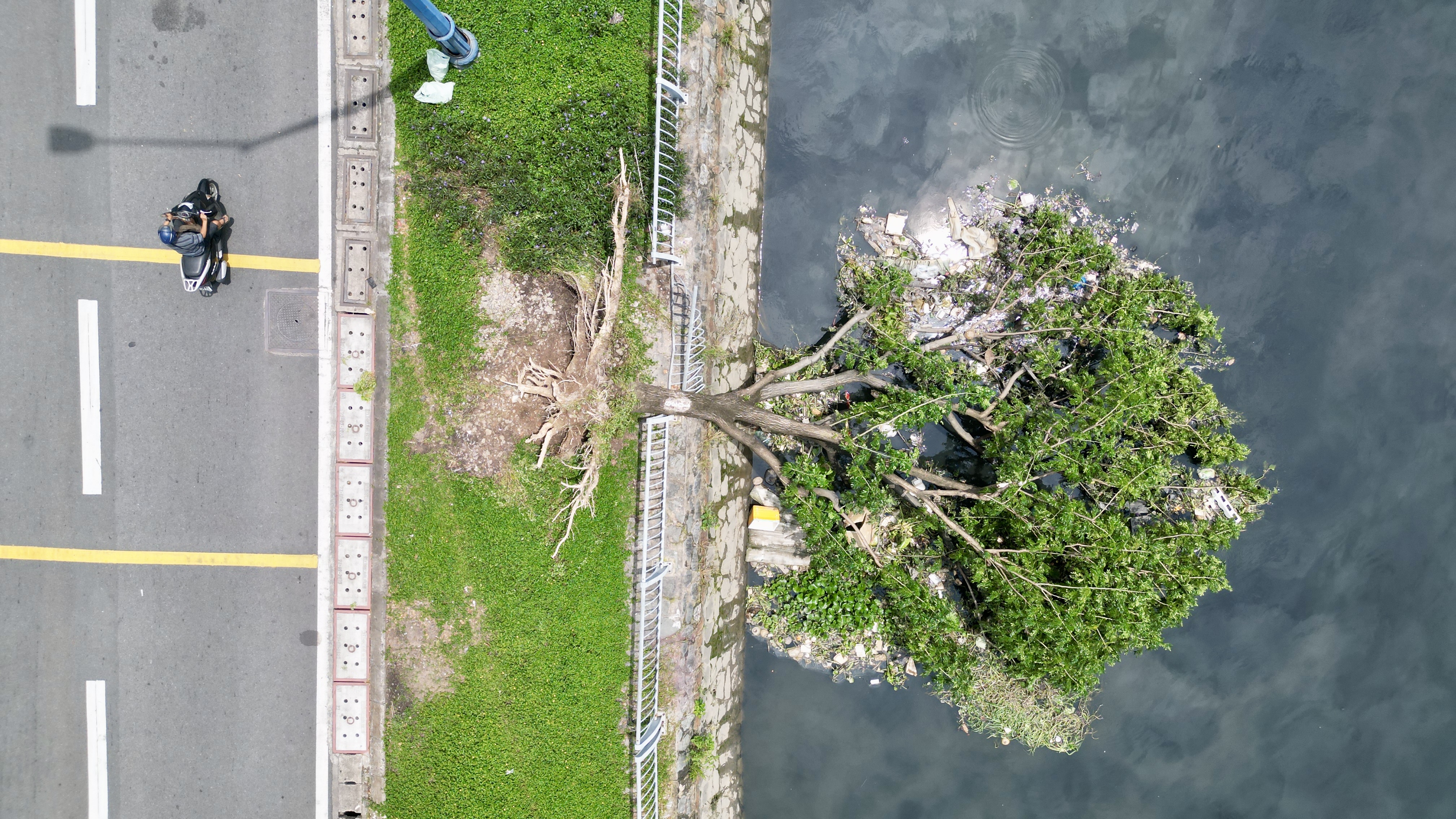 Cây xanh trên đường Võ Văn Kiệt ngã đổ xuống kênh Tàu Hủ. Ảnh: Hữu Chánh