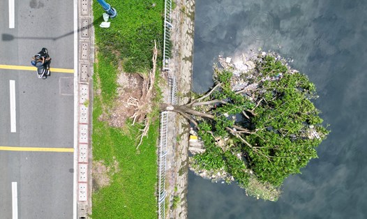 Cây xanh trên đường Võ Văn Kiệt ngã đổ xuống kênh Tàu Hủ. Ảnh: Hữu Chánh
