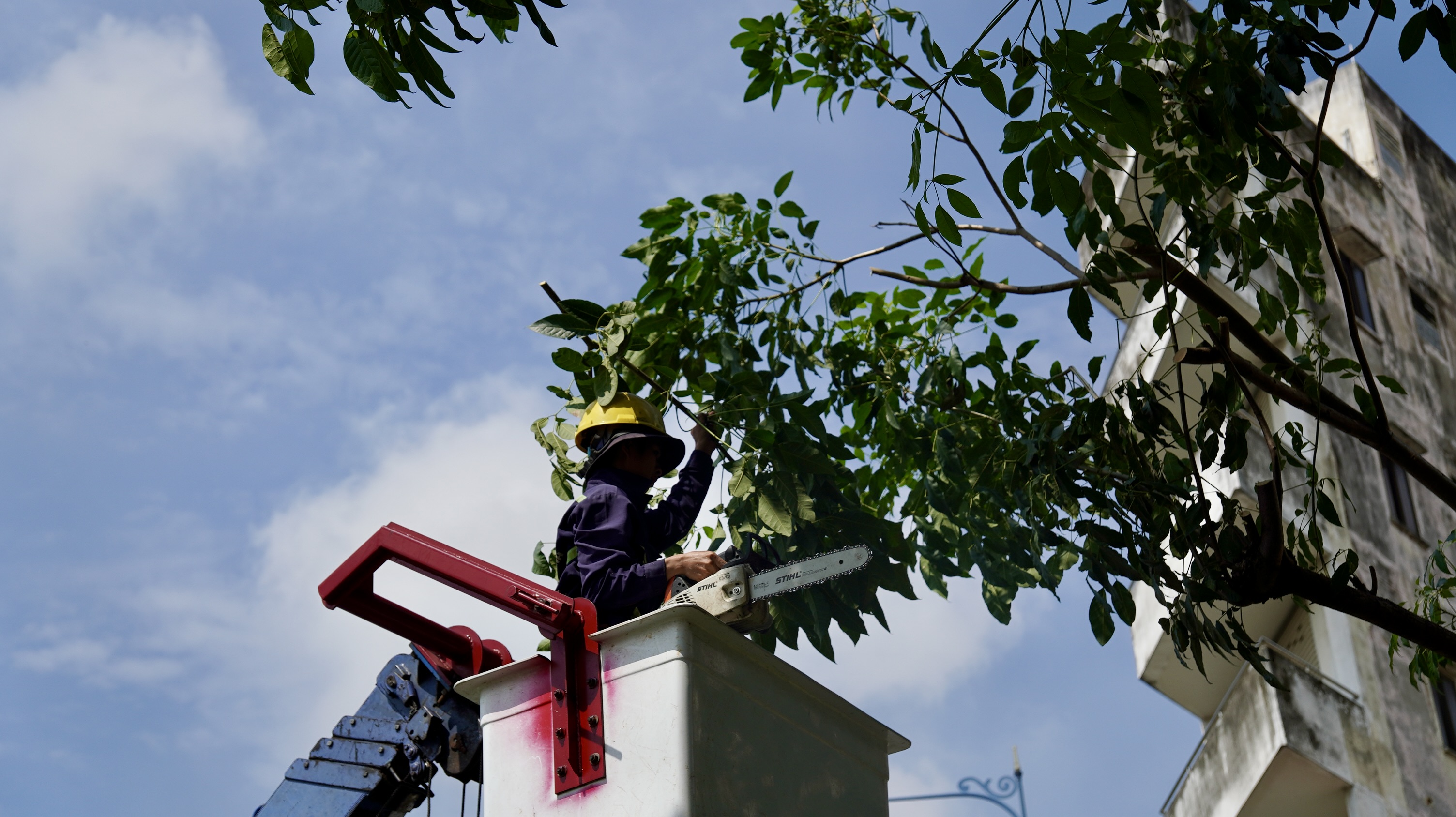 Nhóm công nhân tiến hành phân nhánh, cắt nhỏ di dời cây kèn hồng tại giao lộ đường Võ Văn Kiệt - Nguyễn Thi.