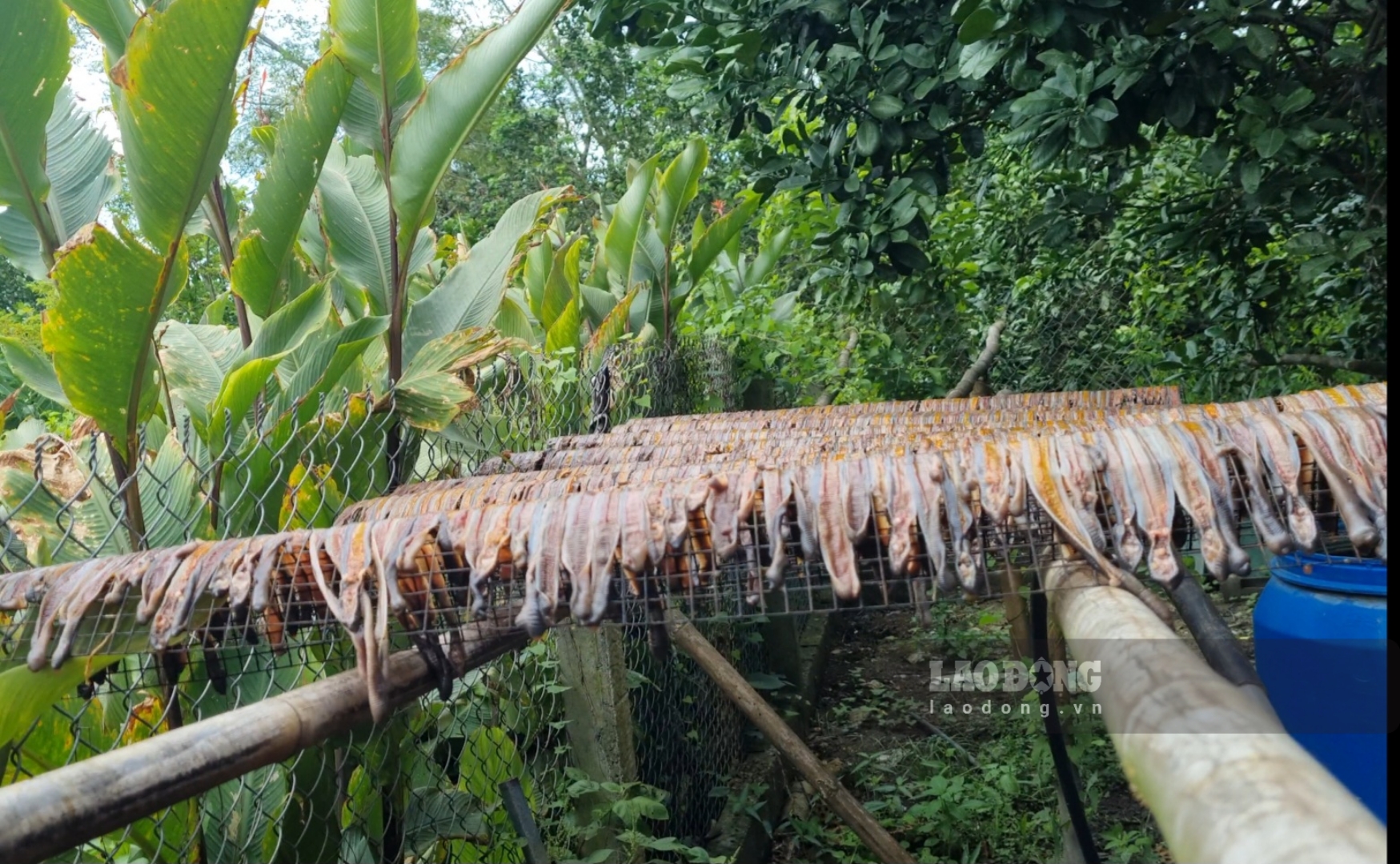 Tận giệt giun đất thỏa mộng làm giàu. Ảnh: Lam Thanh