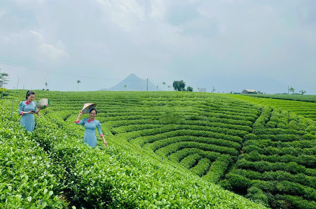 Du khách tham quan đồi chè tại Thái Nguyên. Ảnh: Nhung Trần