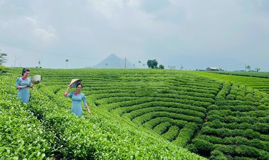 Du khách tham quan đồi chè tại Thái Nguyên. Ảnh: Nhung Trần