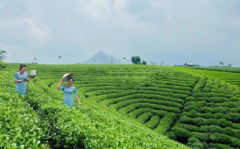 Du khách tham quan đồi chè tại Thái Nguyên. Ảnh: Nhung Trần