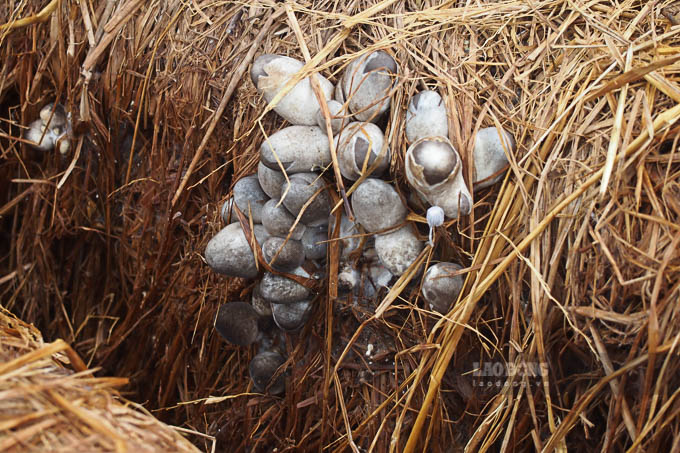 Cứ sau vụ lúa, anh Cù Minh Trí ở xã Xà Phiên (Long Mỹ, Hậu Giang) mua rơm để trồng nấm. Vụ năm nay anh trồng được 80 dòng rơm, mỗi ngày thu hoạch khoảng 50kg nấm, bán với giá 40.000 đồng, thu nhập 2 triệu đồng. 