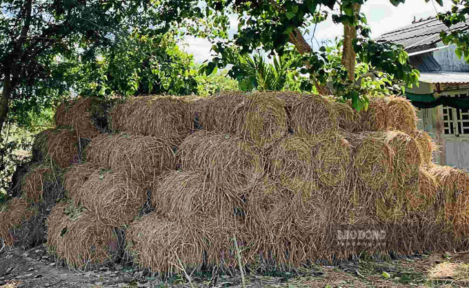 Lúa sau khi tuốt sạch hạt, rơm sẽ là được người dân Đại Tâm (Mỹ Xuyên, Sóc Trăng) mang rơm về trữ để làm phục vụ trồng rau màu