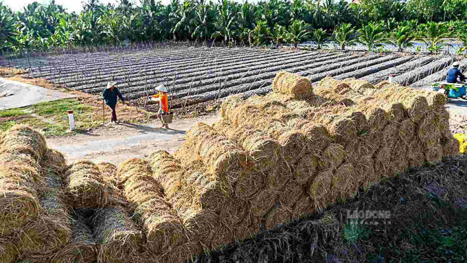 Sau thu hoạch, nông dân miền Tây hái ra tiền nhờ rơm rạ