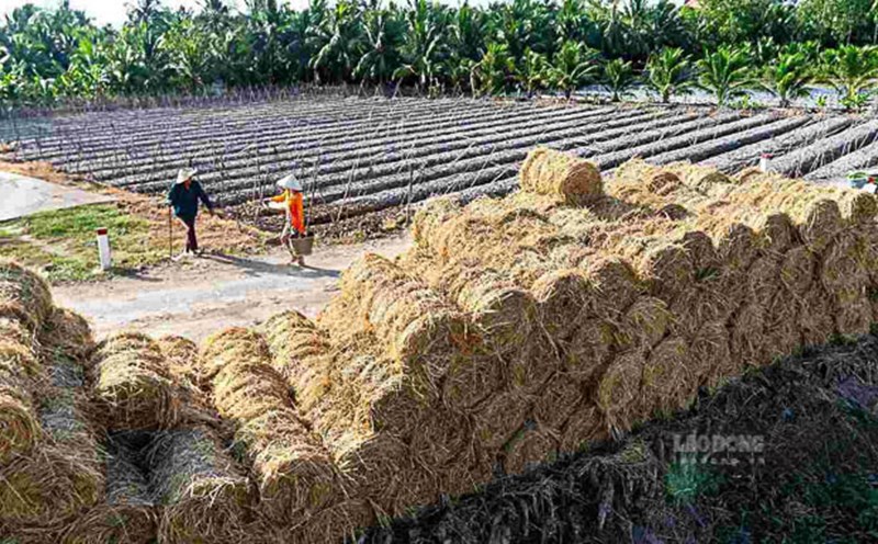 Sau thu hoạch, nông dân miền Tây hái ra tiền nhờ rơm rạ