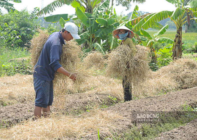Lúa sau khi tuốt sạch hạt, rơm sẽ là được người dân Đại Tâm mang về trữ để phục vụ trồng rau màu. Ảnh: Phương Anh