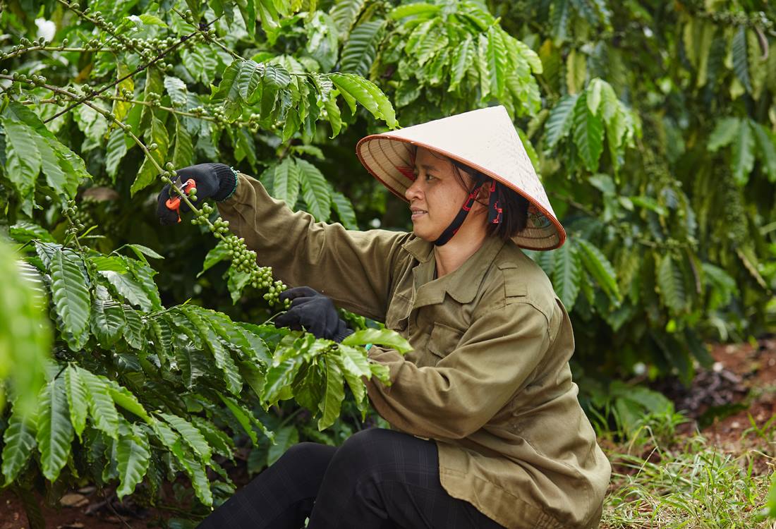 Nestlé đứng đầu về phát triển bền vững trong lĩnh vực sản xuất cà phê. Ảnh: Netslé